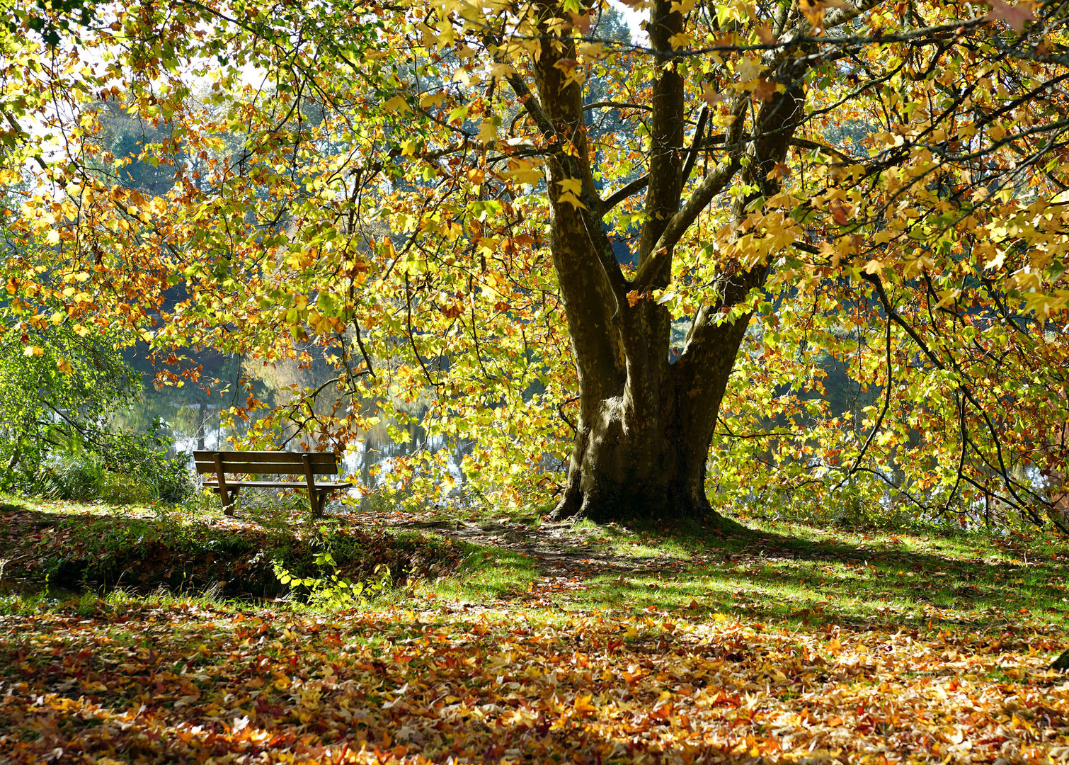 Sous le soleil d'automne ....