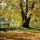 Sous le soleil d'automne ....