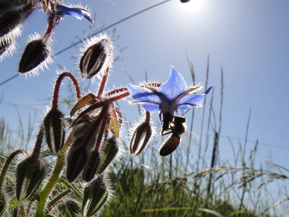 Sous le soleil... toujours...