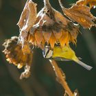 Sous le tournesol