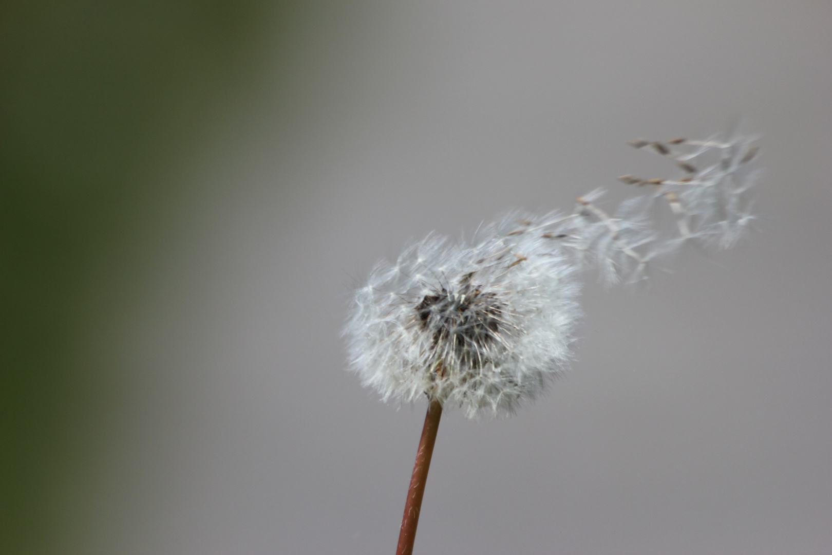 sous le vent