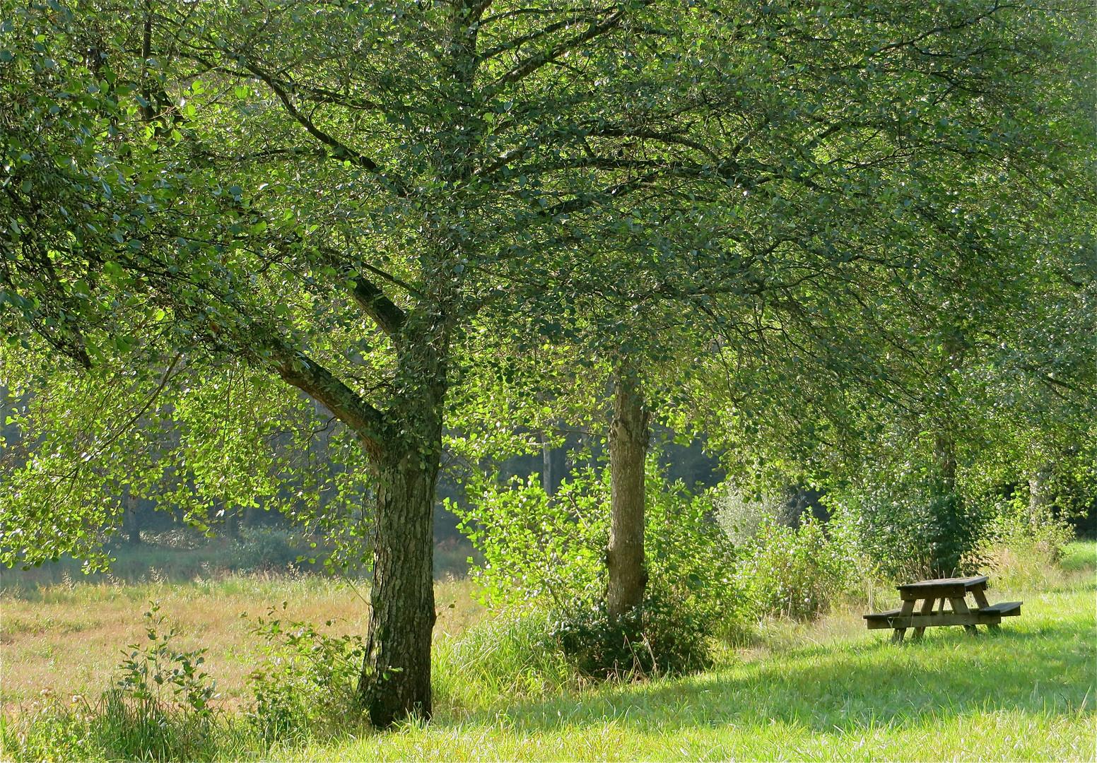 ... sous les abres !!!...