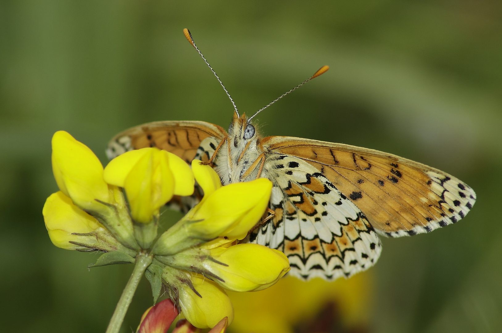 Sous les ailes du papillon .