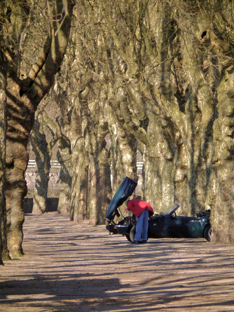 Sous les arbres..