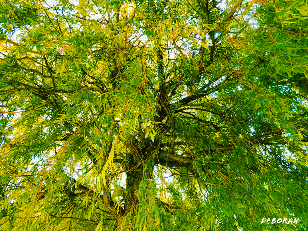 Sous les arbres... 