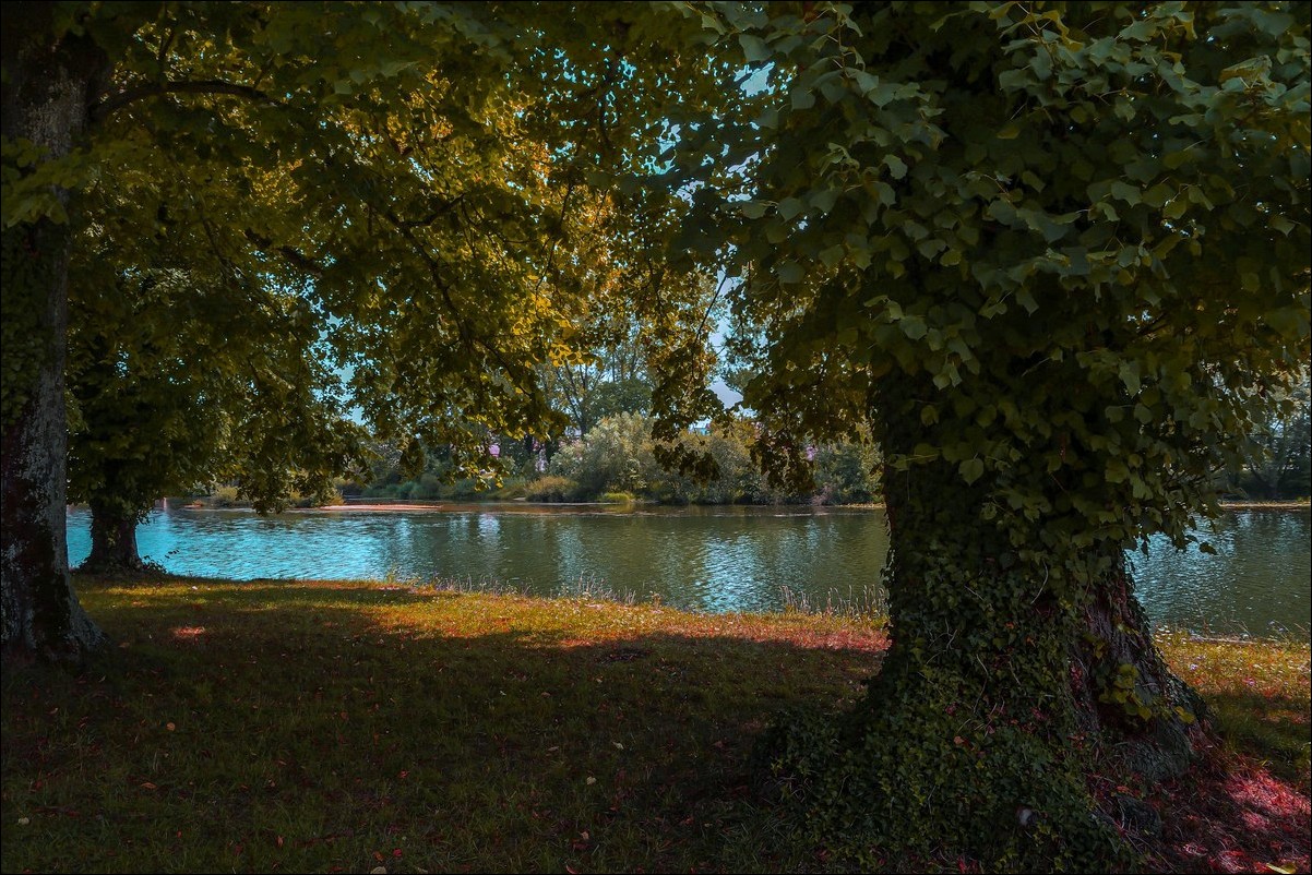 Sous les arbres