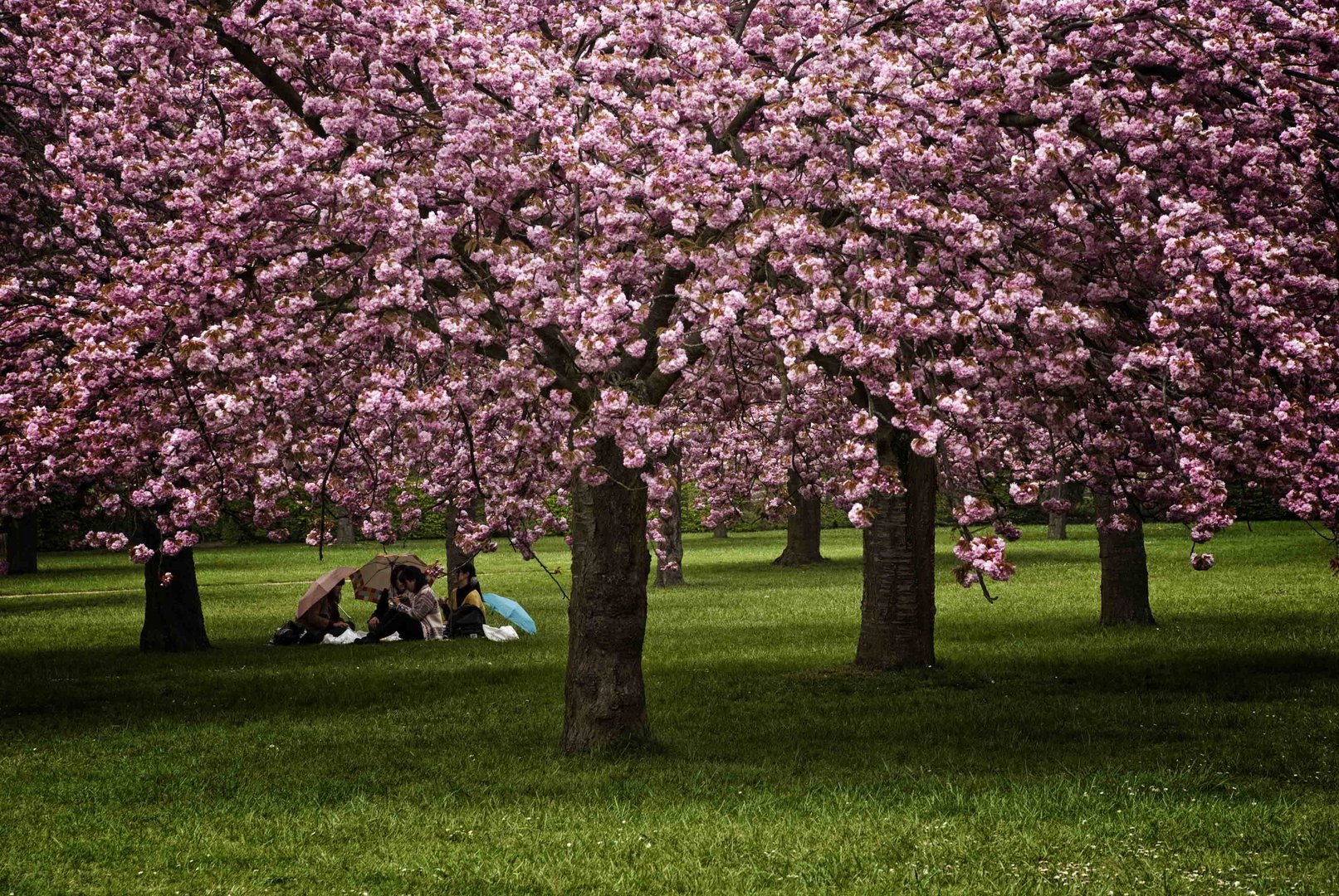 Sous les arbres en fleurs