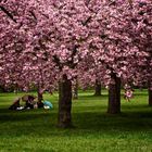 Sous les arbres en fleurs