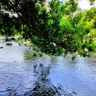 Sous les arbres, la rivière..