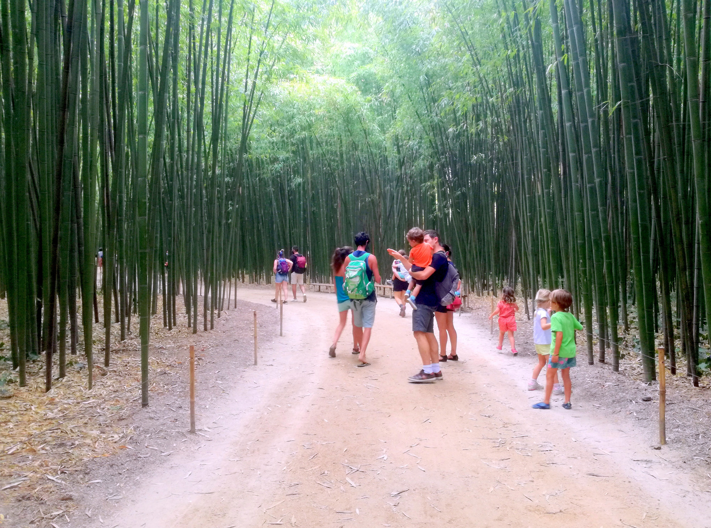Sous les bambous ....