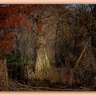 Sous les branches