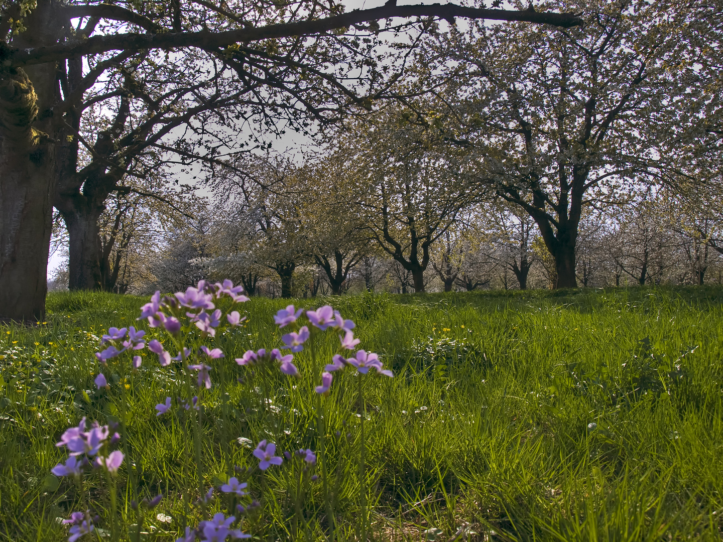 sous les cerisiers