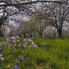 sous les cerisiers