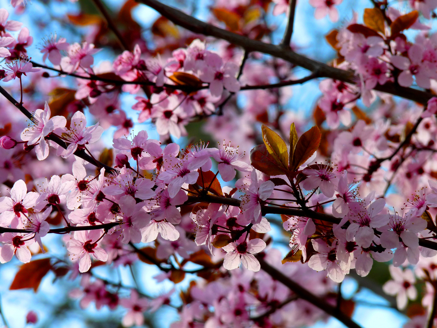 Sous les cerisiers en fleurs