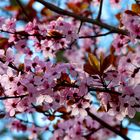 Sous les cerisiers en fleurs