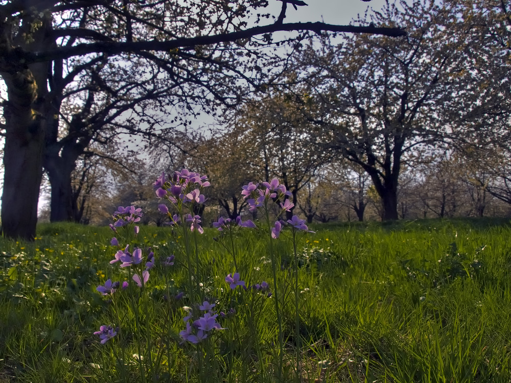 sous les cerisiers III