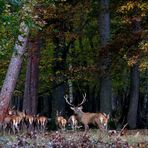 " Sous les frondaisons d'automne "