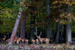 " Sous les frondaisons d'automne "