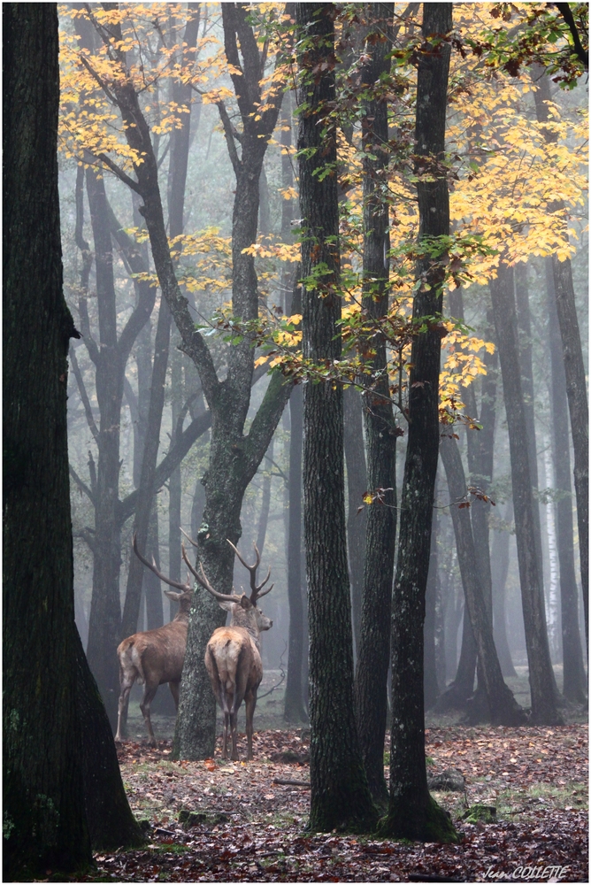 Sous les grands chênes.