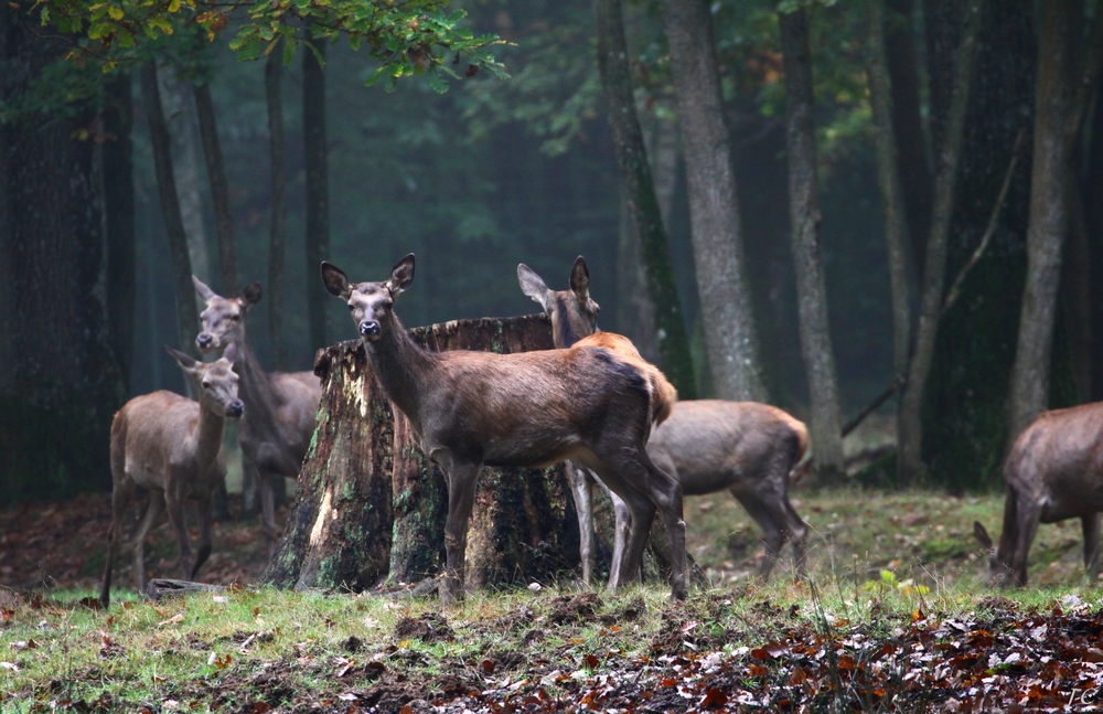 " Sous les ombrages "