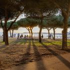 Sous les pins parasol