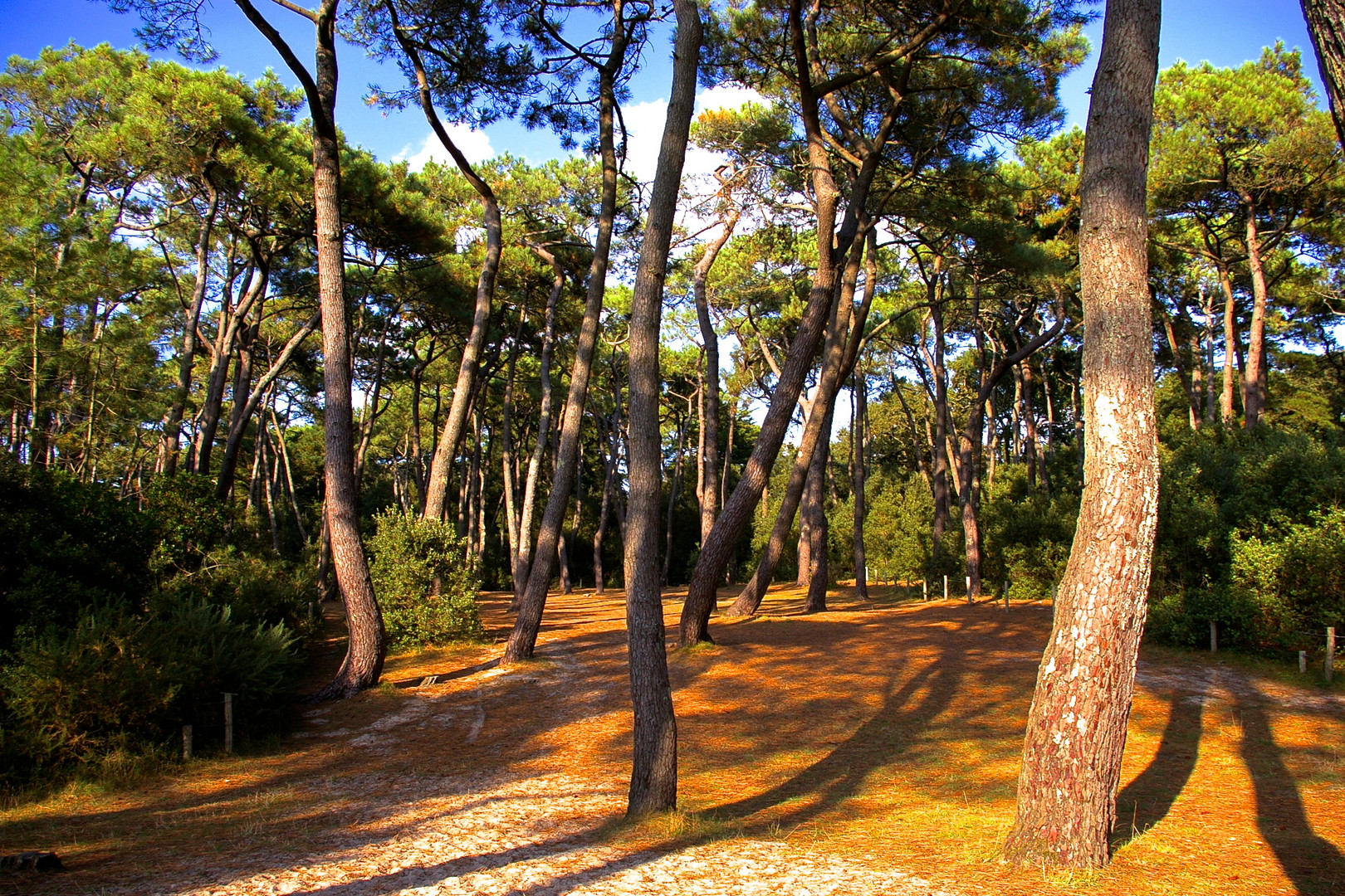 Sous les pins près de Locmariaquer dans le Morbihan.