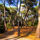 Sous les pins près de Locmariaquer dans le Morbihan.