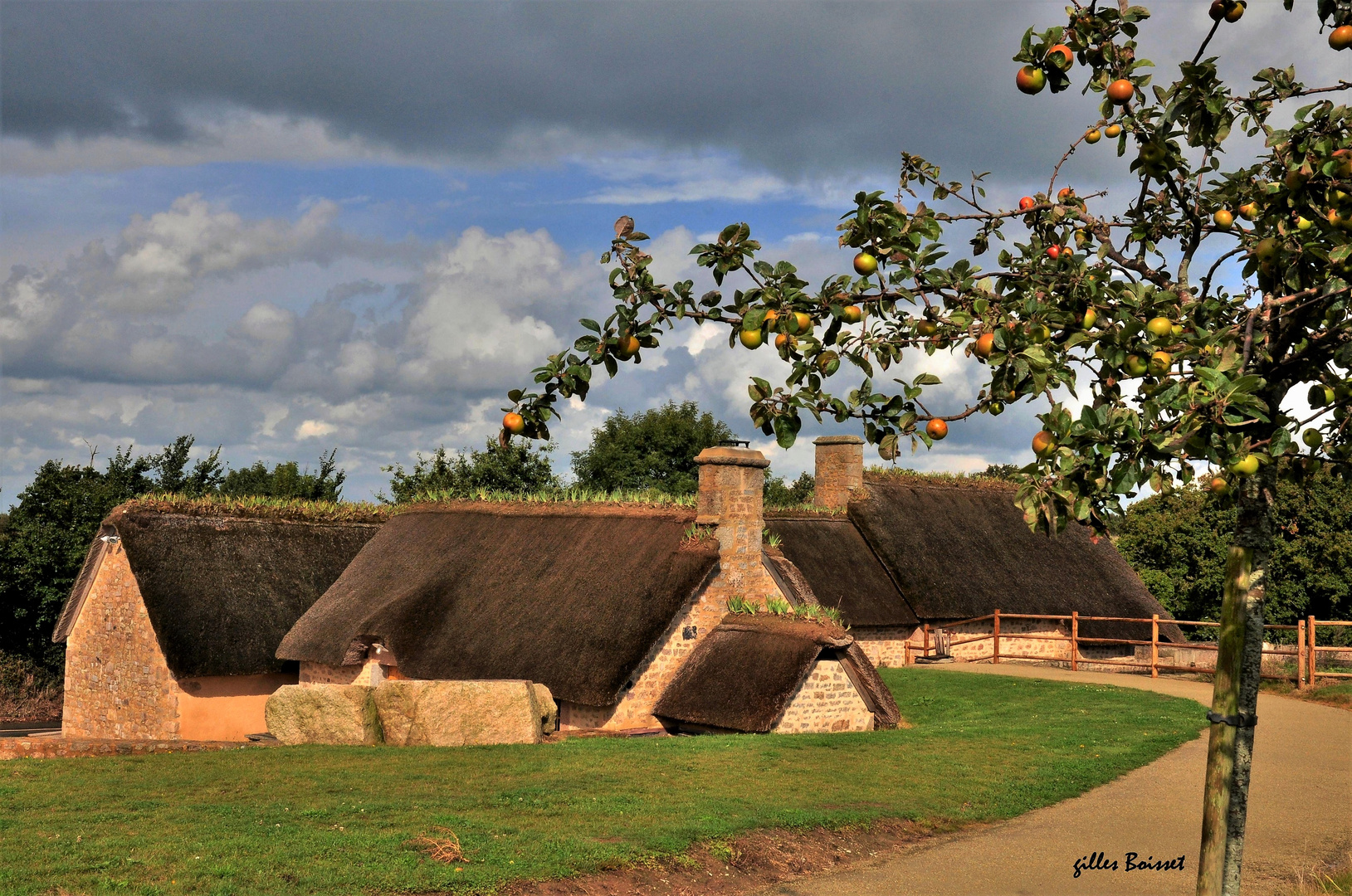 sous les pommiers de Normandie