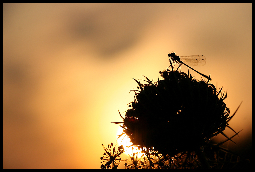 Sous les sunlights... de Fred60 