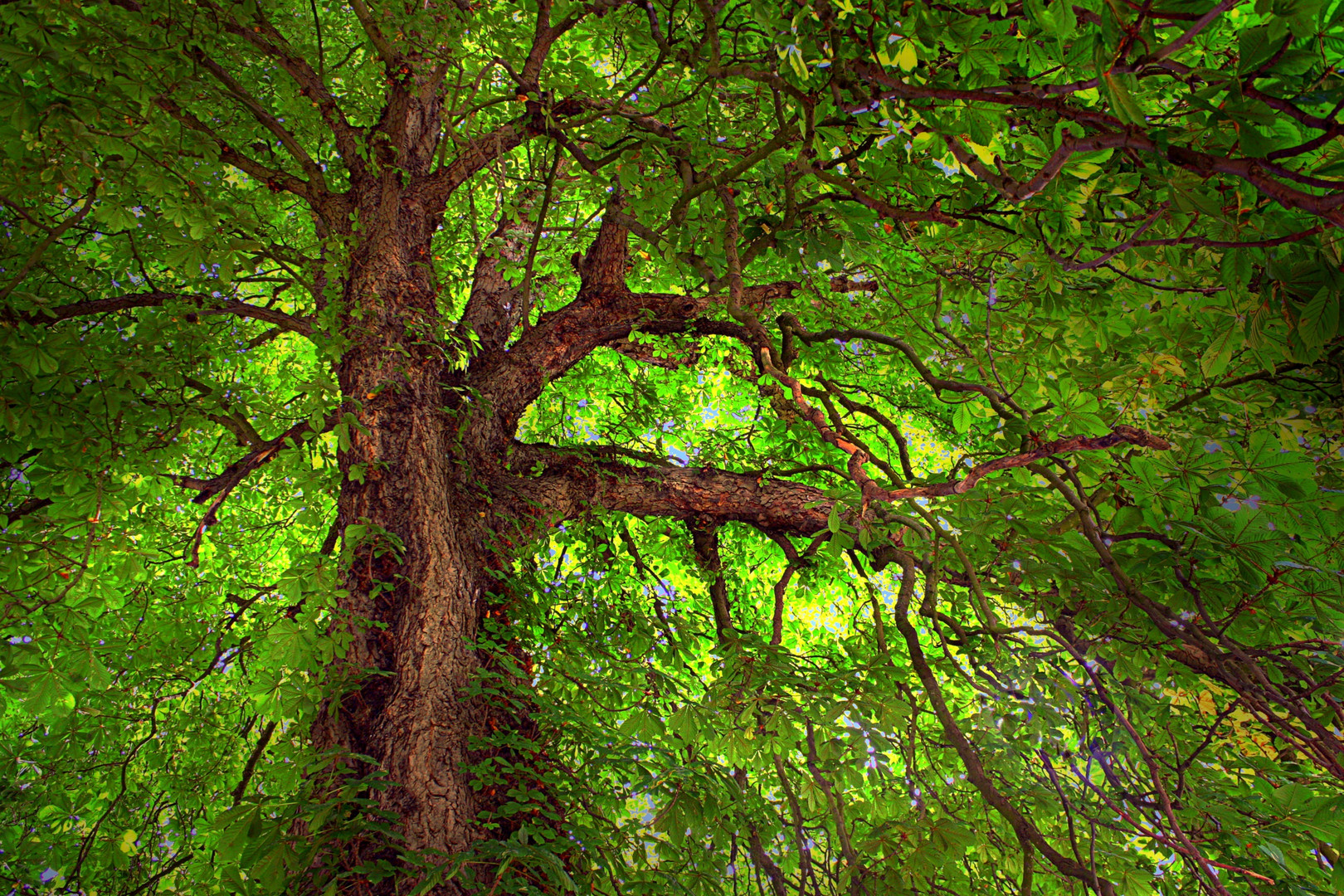 Sous mon arbre vert