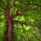 Sous mon arbre vert