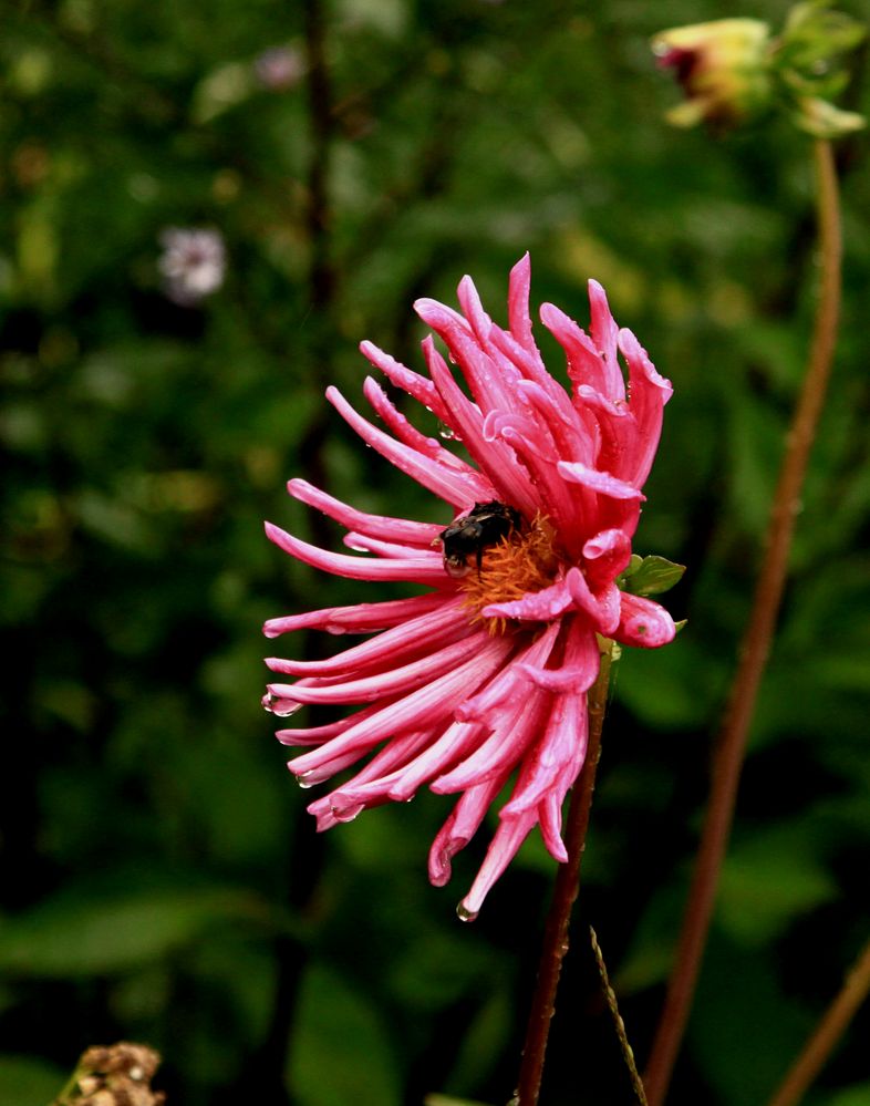 sous protection du dahlias