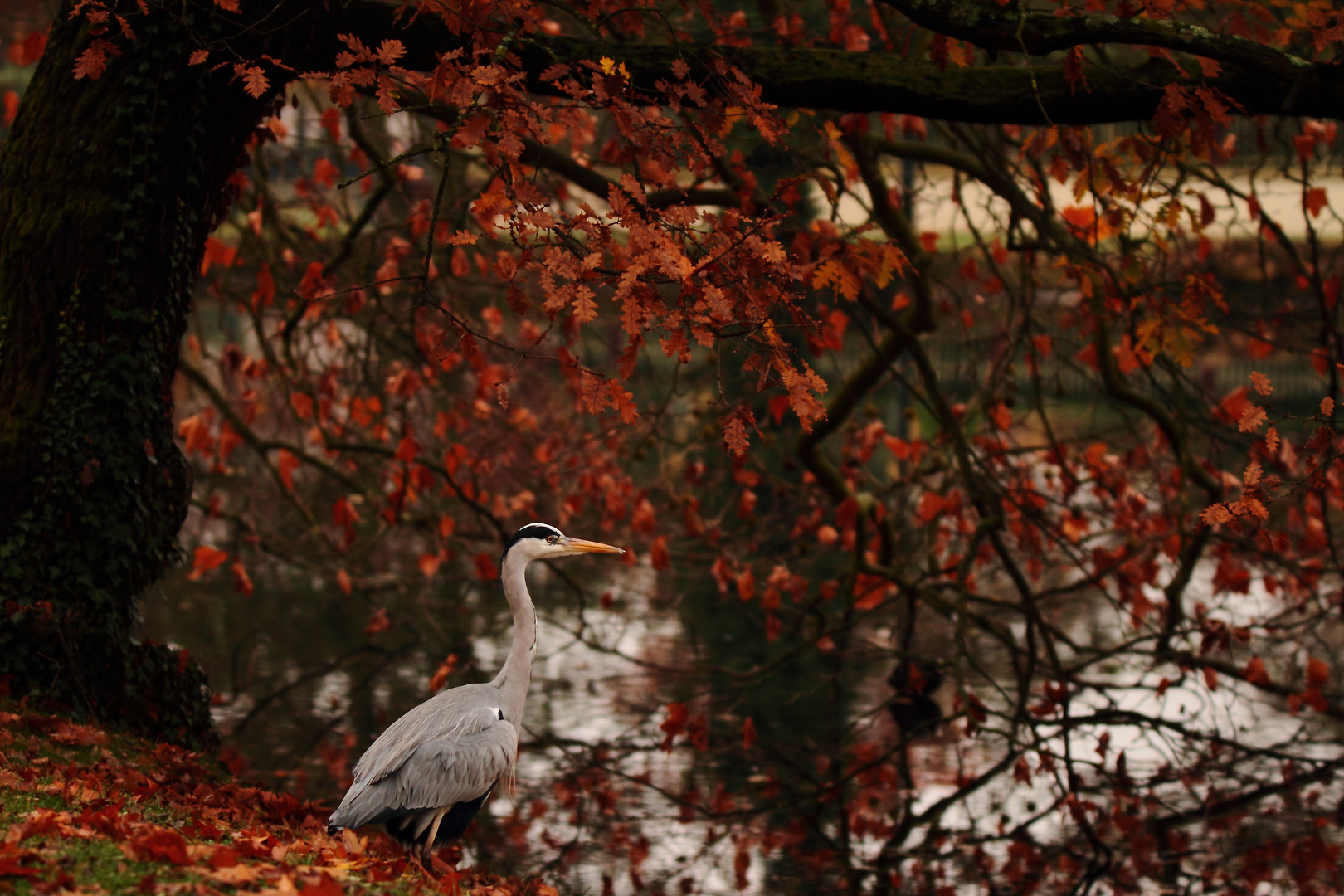 sous son arbre