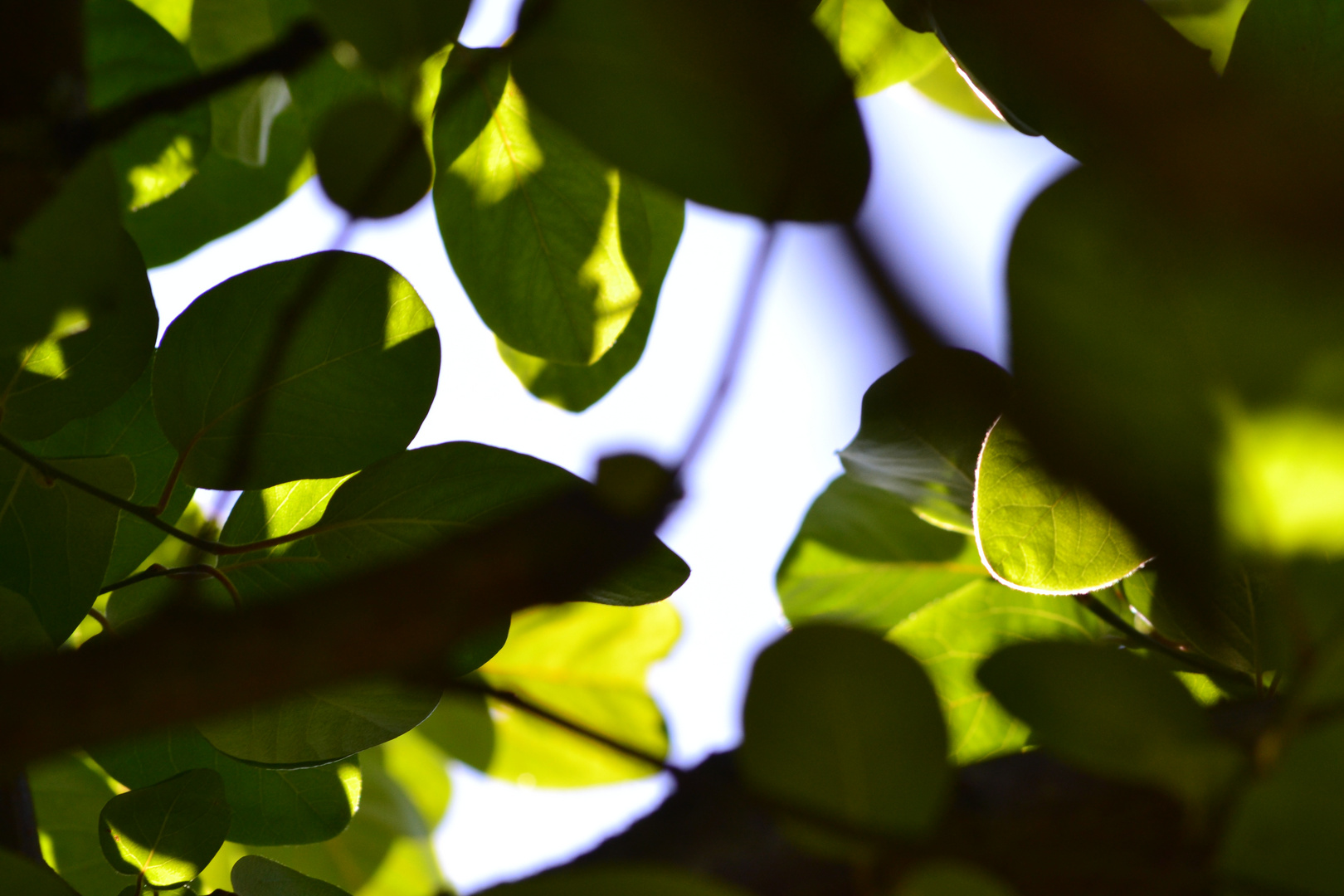 sous un arbre