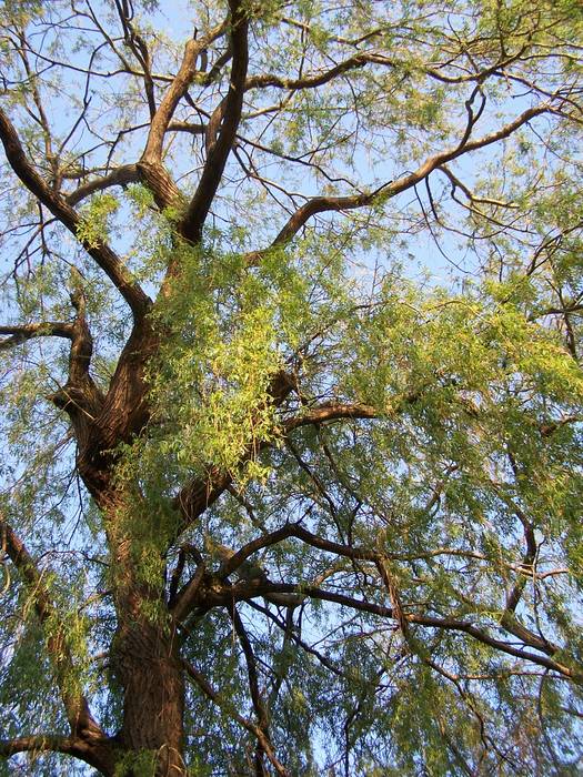 Sous un arbre