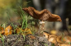 sous un parasol