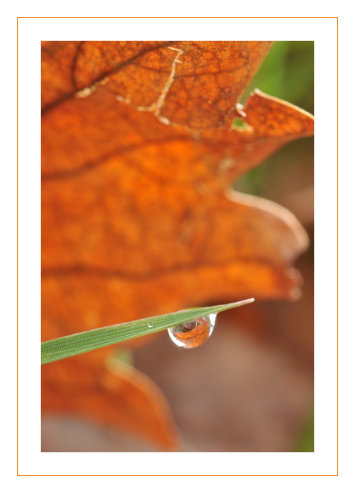 sous une feuille ...