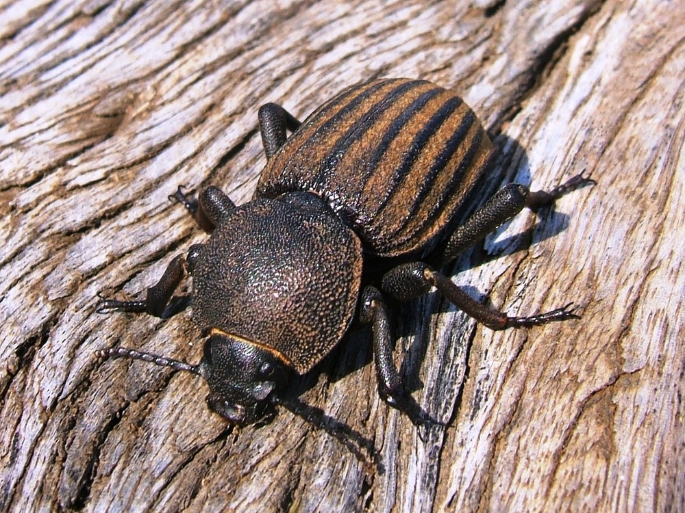 South Africa - Beetle