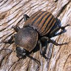 South Africa - Beetle