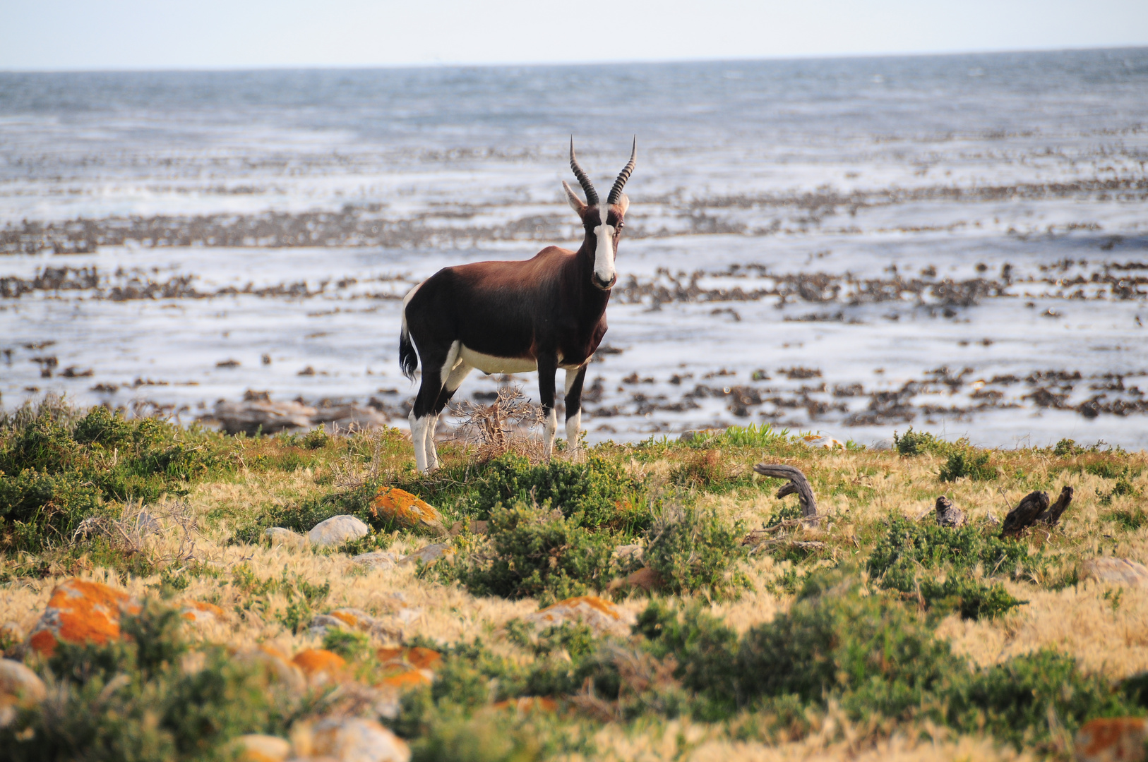 South Africa Bontebok