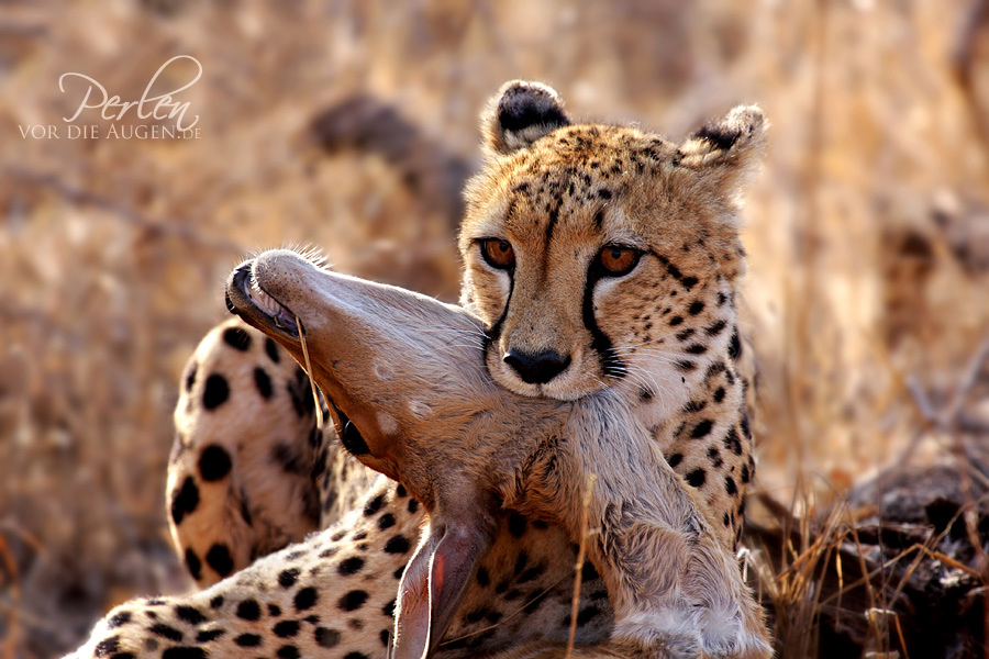 South Africa - Cheetah youngster with kill