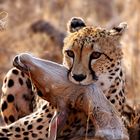 South Africa - Cheetah youngster with kill