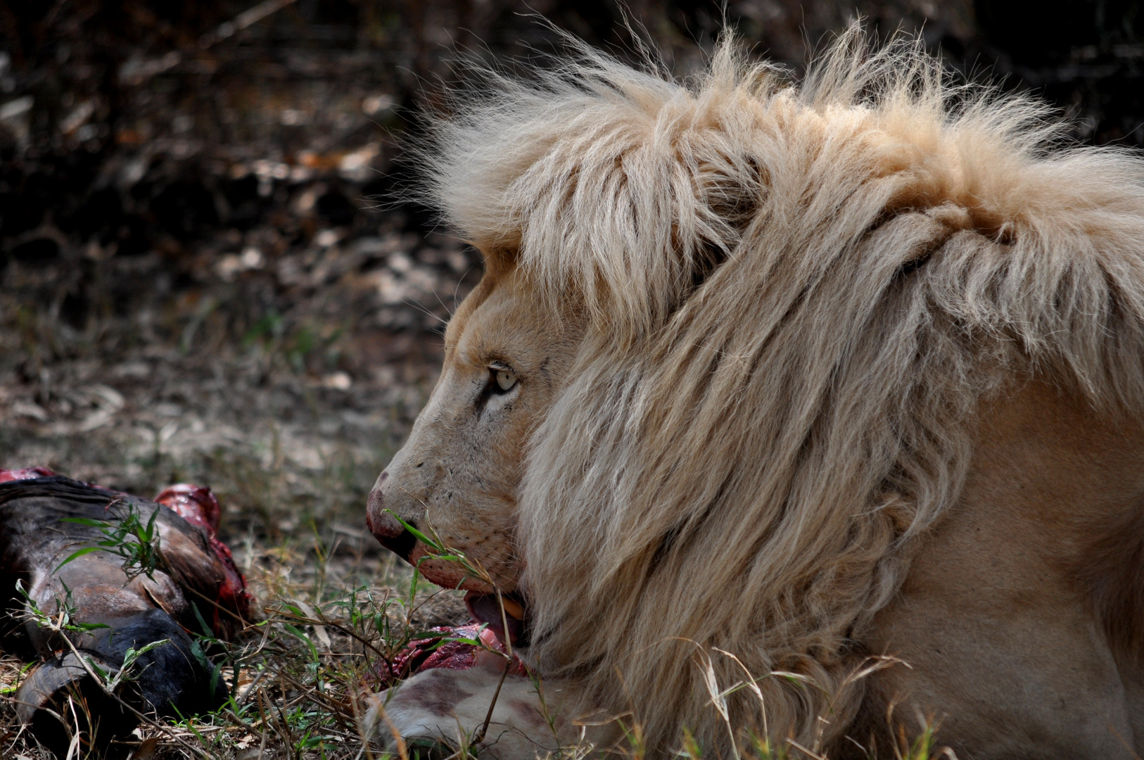 South Africa - Dinner for a Lion