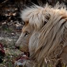 South Africa - Dinner for a Lion