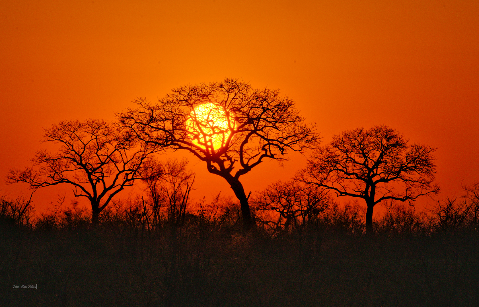 South Africa Foto & Bild | sonnenuntergang, dokumentation, bäume Bilder