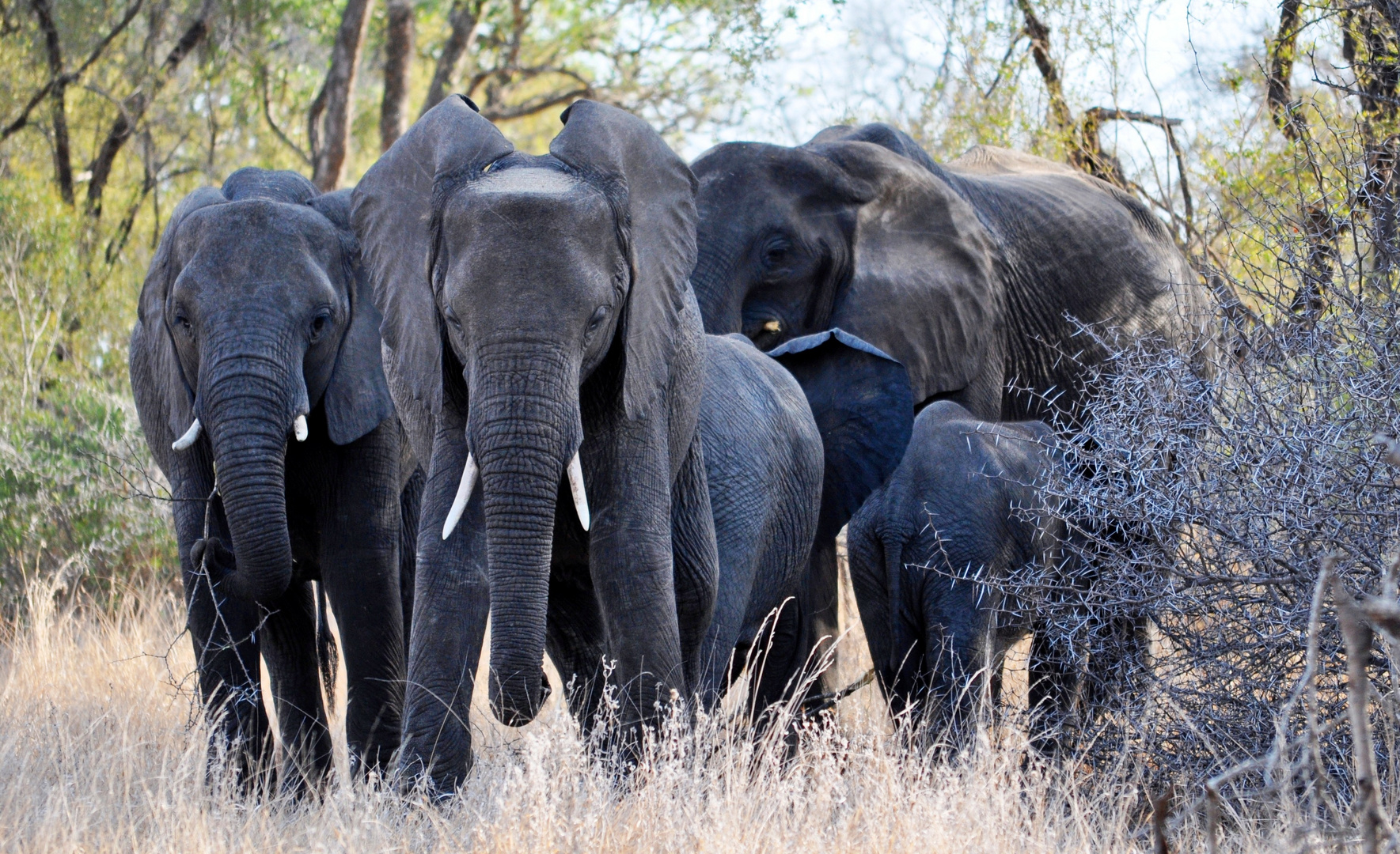 South Africa - Elephant Family