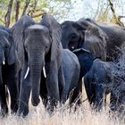 South Africa - Elephant Family