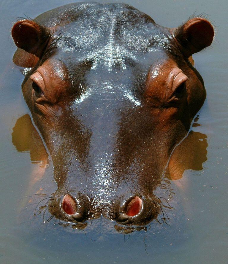 South Africa - Happy Hippo