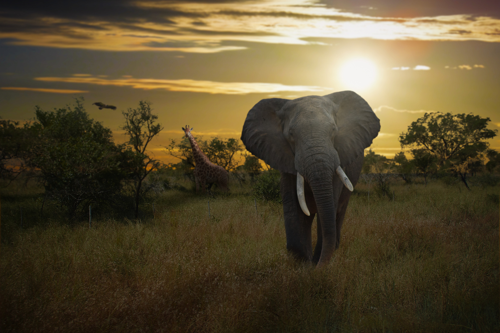 South Africa Kruger-Nationalpark