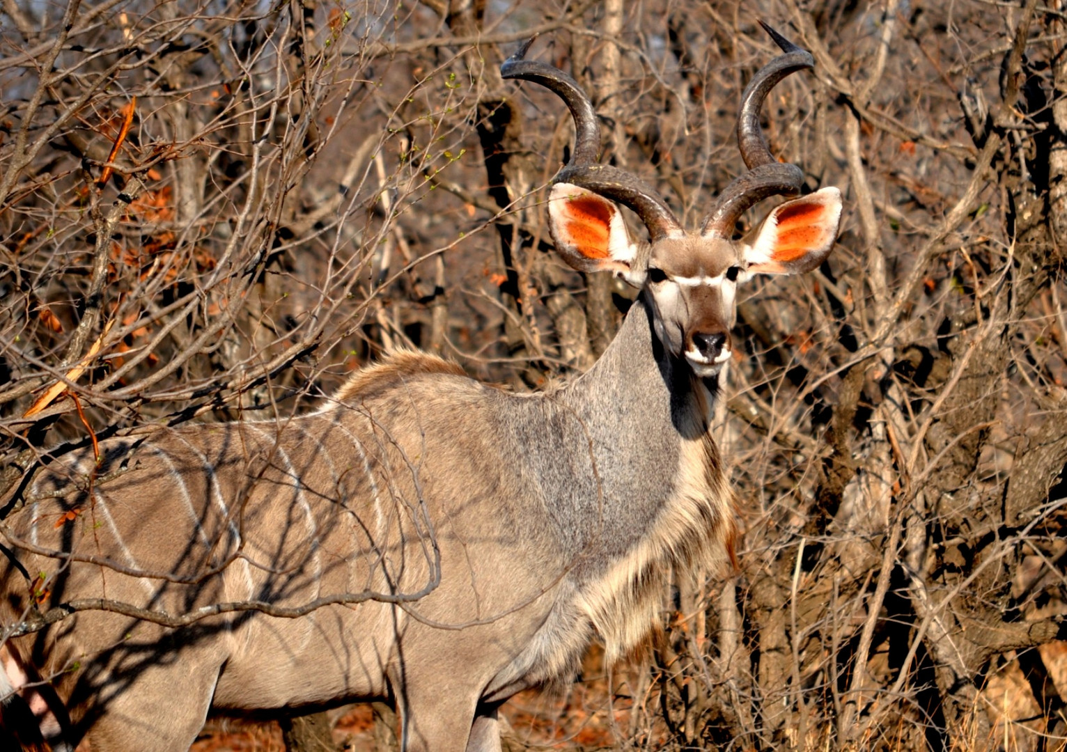 South Africa - Kudu Bull